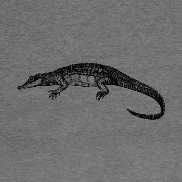 Alligator by linesdesigns